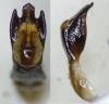 Cryptocephalus tristigma
